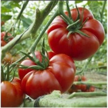 Tohumcumm 100 Adet Tohum İri Kırmızı Desti Domates Tohumu Hediye Tohumlu Organik
