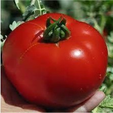 Tohumcumm 100 Adet Tohum Nadir Organik Kırmızı Bahçe Falkon Falcon Domates Tohumu Sürpriz Hediyeli