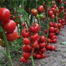 Tohumcumm 50 Adet Tohum Nadir Sırık Alyanak Organik Domates Tohumu Saksı Toprak Hediye