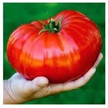 Tohumcumm 100 Adet Tohum Organik İri Boy Holanda Domates Tohumu Oturak Tabak Domates Saksı Toprak Hediye