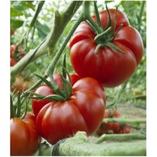 Tohumcumm 30 Adet Tohum Erkenci İri Marmande Domates Tohumu Domates Tohumu Organik Saksı Topralı