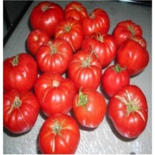 Tohumcumm 75 Adet Tohum Nadir Taze Tohum Ankara Ayaş Tarla Yerli Domates Tohumu Saksı Toprak Hediyeli