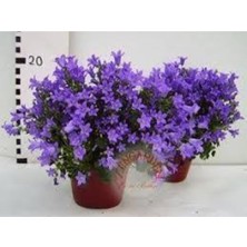 Tohumcumm 5 Adet Tohum Nadir Bulunan Nobelya Maviş Çiçeği Tohumu Saksı Toprak Hediyemizdir