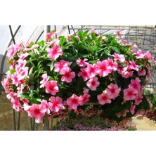 Tohumcumm Cezayir Menekşe Çiçeği Tohumu Karışık Menekşe Çiçeği Tohumu 10 Adet Tohum