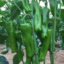 Tohumcumm 100 Adet Tohum Organik Yeşil Acı Mazamart Biber Tohumu Ata Köy Tohum Hediye Tohum