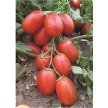 Tohumcumm 250 Adet Tohum Çerez Domates Tohumu Atıştırmalık Domates Tohumu Organik Hediye Tohumlu