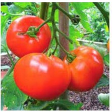 Tohumcumm 50 Adet Tohum Nadir Kırmızı Okka Oturak Domates Tohumu Saksı Toprak Hediye