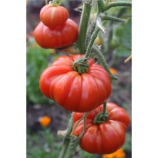 Tohumcumm 200 Adet Tohum Yeni Mahsul Köy Domatesi Tohumu Essah Yerli Köy Domates Taze Hasat Tohum Kolay Çimlen