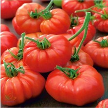 Tohumcumm 100 Adet Tohum Erkenci İri Marmande Domates Tohumu Domates Tohumu Saksı Toprak Hediyemizdir