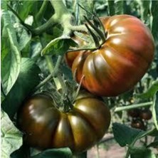 Tohumcumm 40 Adet Tohum  Köy Domatesi Tohumu Yerli Tabak Köy Domates Tohumu Sürpriz Hediye