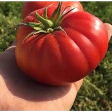 Tohumcumm 200 Adet Tohum Nadir Organik Köy Dev Domates Tohumu Yerli Köy Domates Hediye Tohumlu