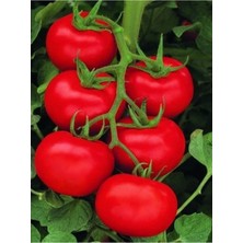 Tohumcumm 100 Adet Tohum Nadir Sırık Kırmızı Salkım Domates Tohumu Sürpriz Hediye Tohumlu