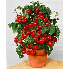 Tohumcumm 30 Adet Tohum Organik Köy Cherry Çeri Domates Tohumu Saksılık Sürpriz Hediye Tohumludur