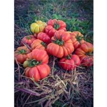 Tohumcumm 100 Adet Tohum Nadir Balıkesir Yayla Köy Domatesi Tohumu Hediye Tohumlu