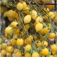 Tohumcumm 25 Adet Tohum Nadir Sarı Erik Domates Tohumu Saksı Toprak Hediyeli