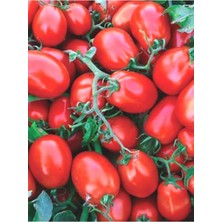 Tohumcumm 100 Adet Tohum Organik Kırmızı Rio Grande Yumurta Domates Tohumu Saksı Toprak Hediye