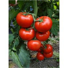 Tohumcumm 100 Adet Tohum Erkenci İri Domates Tohumu Sürpriz Hediye Tohum Büyük Domates Sürpriz Hediye Tohumlu