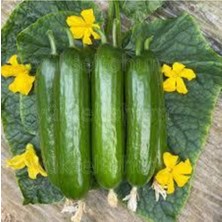 Tohumcumm 70 Adet Nadir Çengelköy Salatalık Yeni Sezon Köy Salatalık Saksı Toprak Sürpriz Hediye Tohumlu