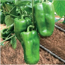 Tohumcumm 200 Adet Tohum Acı Yeşil Dolmalık Köy Biberi Tohumu Organik Bahçe Dolma Biber Tohumu Hediyeli
