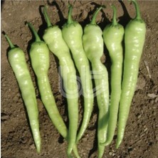 Tohumcumm 20 Adet Tohum Nadir Organik Acı Açık Yeşil Çarliston Charlistone Biberi Tohumu Saksı Toprak Hediye