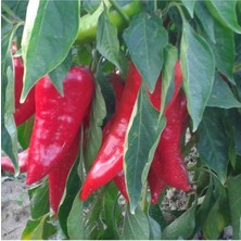 Tohumcumm 200 Adet Tohum Hafif Acı Salçalık Kırmızı Kök Biberi Biber Tohumu Hediye Tohumludur