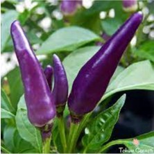 Tohumcumm 100 Adet Tohum Nadir Buena Maluta Mor Süs Biberi Tohumu Hediye Tohumlu