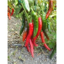 Tohumcumm 50 Adet Tohum Organik Acı Samandağ Biberi Tohumu Sürpriz Hediye Sebze Tohumludur