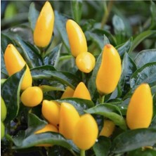 Tohumcumm 50 Adet Tohum Mega Paket Sarı Süs Biberi Tohumu Yeni Sezon Sarı Biber Tohumu Hediye Tohumlu