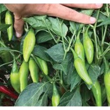 Tohumcumm 20 Adet Tohum Balık Biberi Tohumu Acı Balık Biberi Tohumu Acı Biber Tohumu Sürpriz Hediye Tohum