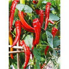 Tohumcumm 100 Adet Tohum Meşhur Organik Köy Acı Hatay Biberi Tohumu Biber Tohumu Saksı Toprak Hediyemizdir