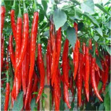 Tohumcumm 30 Adet Tohum Şili Biberi Tohumu Saksılık Çok Acı Chili Biberi Tohumu Saksı Toprak Sürpriz Hediye