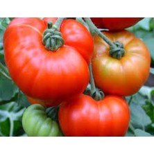 Tohumcumm 250 Adet Tohum Nadir Organik Bahçe Yerli Köy Domatesi Tohumlar Saksı Toprak