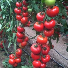 Tohumcumm 150 Adet Tohum Erkenci İri Domates Tohumu Sürpriz Hediye Tohum Büyük Domates Saksı Toprak Hediye