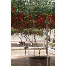 Tohumcumm 100 Adet Tohum Nadir Organik İtalyan Domates Ağacı Tohumu Domates Tohumu Saksı Toprak Hediyemizdir