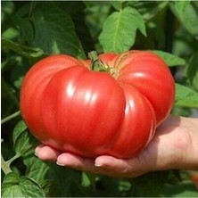 Tohumcumm 25 Adet Tohum Organik Bahçe İri Dev Hollanda Tarla Domatesi Tohumu Sürpriz Hediye Tohu