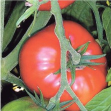 Tohumcumm 200 Adet Tohum Erkenci İri Marmande Domates Tohumu Domates Tohumu Saksı Toprak Hediyemizdir