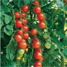 Tohumcumm 50 Adet Tohum Nadir F1 Salkım Kiraz Domates Tohumu Organik Bol Verimli Kokulu