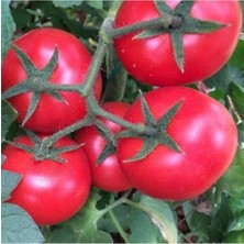 Tohumcumm 30 Adet Tohum Nadir Organik Köy Salkım Domates Tohumu Saksı Toprak Hediyeli