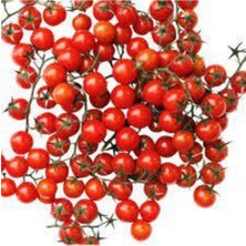 Tohumcumm 50 Adet Tohum Nadir İthal Cherry Minik Bezelye Domates Tohumu Sürpriz Hediye Tohum