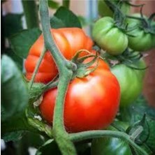 Tohumcumm 30 Adet Tohum  Köy Domatesi Tohumu Yerli Tabak Köy Domates Tohumu Saksı Toprakla