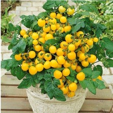 Tohumcumm 20 Adet Tohum Nadir İthal Saksılık Sarı Çeri Domates Tohumu Sürpriz Hediye Tohumludur