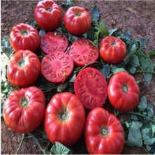 Tohumcumm 300 Adet Tohum Nadir Essah Oturak Köy Domatesi Tohumu Oturak Domates Tohumu Saksı Toprak Hediyemiz