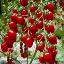 Tohumcumm 100 Adet Tohum Organik Hobi Bahçe Mini Saksılık Bezelye Domatesi