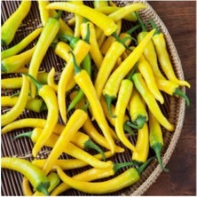 Tohumcumm 250 Adet Tohum Organik Sarı Süs Biberi Tohumu Turşuluk Biberler Hasat Hediye Sebze Tohumu