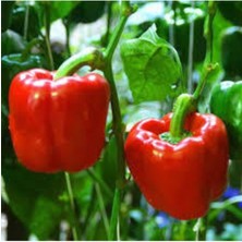 Tohumcumm 25 Adet Tohum Organik Kırmızı Dolmalık Biber Tohumu Nadir Yeni Hasat Tohum Saksı Toprak Hediyemiz