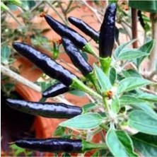 Tohumcumm 50 Adet Tohum Organik Acı Siyah Cin Turşuluk Süs Biberi Tohumu Saksı Toprak Hediye