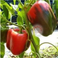 Tohumcumm 25 Adet Tohum Nadir Kırmızı Dolmalık Biber Tohumu Dolma Biber Tohumu Sürpriz Hediye Tohumlu