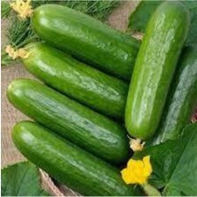 Tohumcumm 20 Adet Tohum Nadir Erkenci Bol Verim Sırık Salatalık Tohumu Süpriz Hediye Tohum