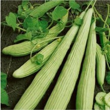 Tohumcumm 50 Adet Organik Acur Tohumu Acur Salatalık Ata Tohum Sürpriz Hediye Sebze Tohumludur