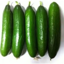 Tohumcumm 50 Adet Tohum Organik Doğal Antalya Açık Tarla Badem Salatalık Tohumları